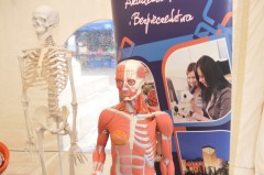 Model szkieletu człowieka oraz figura mięśniowa człowieka